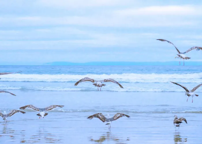 Zeevonk - Aan Zee * Julianadorp