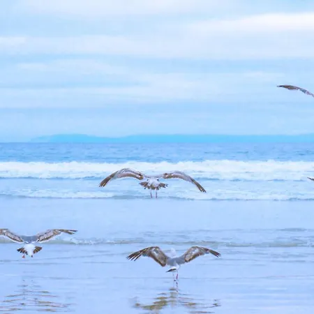 Zeevonk - Aan Zee * Julianadorp